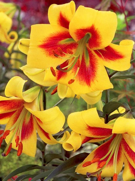 Lilie (Lilium) 'Robert Swanson'