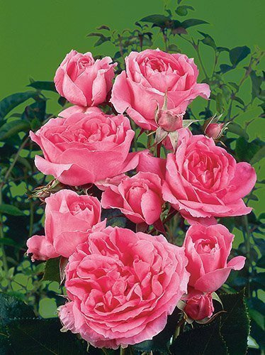 Kletterrose (Rosa) 'Pink Cloud'