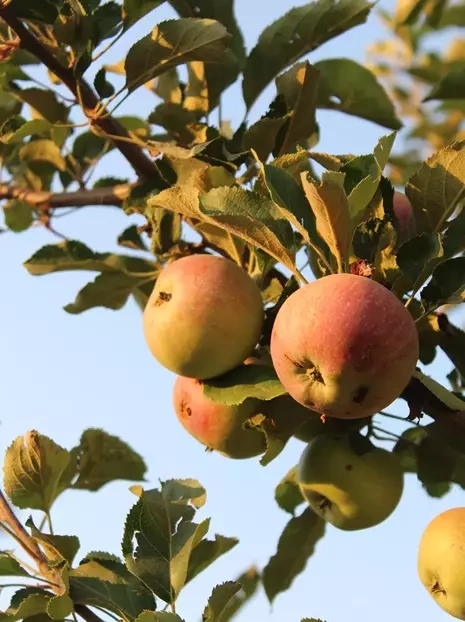 Goldener Apfelbaum 'Reneta'