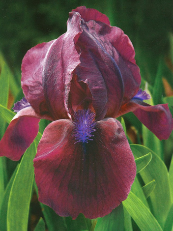 Schwertlilie Pumila 'Cherry Garden'