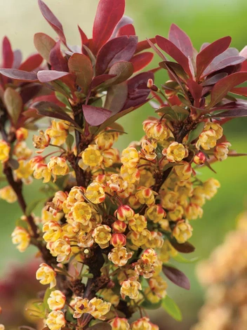 Berberitze (Berberis thunbergii) - 'Bagatelle'