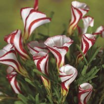 Sauerklee (Oxalis) Versicolor