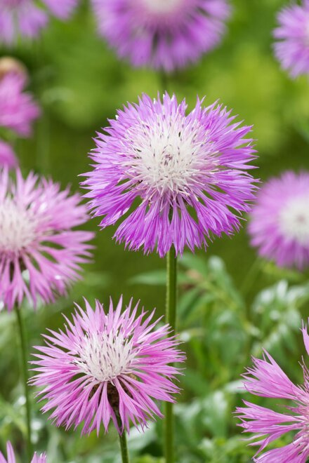 Kornblume Flockenblume (Centaurea dealbata) 1 St.