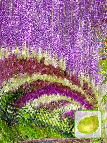 Japanische Blauregen (Wisteria floribunda) 'Honbeni' Rosa