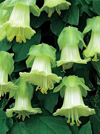 Glockenrebe weiß Samen (Cobaea scandens)