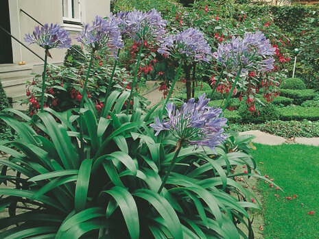 Schmucklilie (Agapanthus) 'Blue' XXL 1 St.