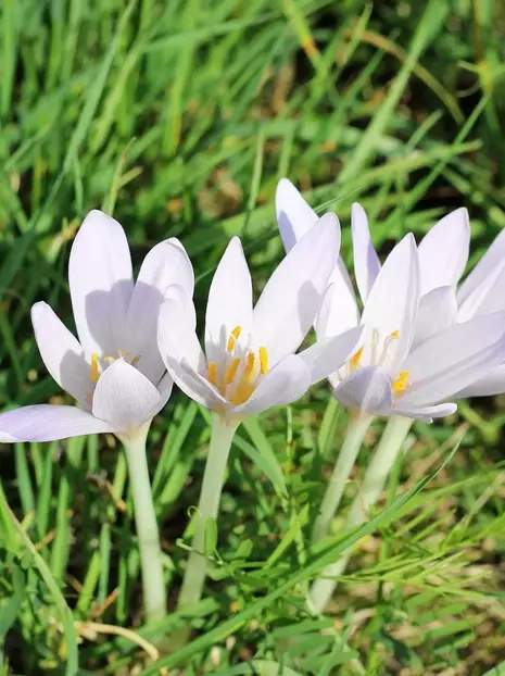 Zeitlose (Colchicum) Album