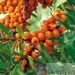 Der weiblicher Sanddorn (Hippophae rhamnoides)