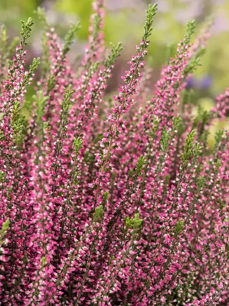 Heidekräuter (Calluna) 'Garden Girls' rosa | ⌀ 13cm