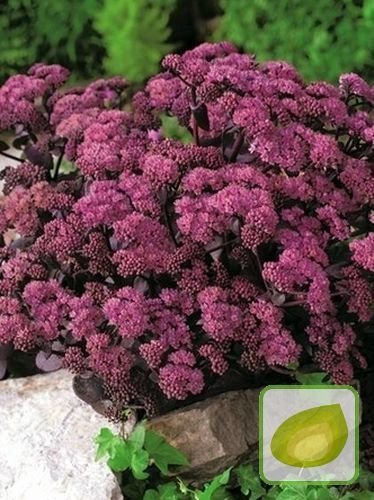 Fetthennen (Sedum) Xenox