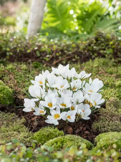 Krokus (Crocus) 'Ard Schenk'