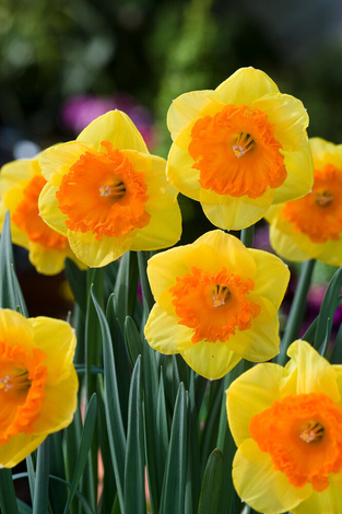 Narzisse (Narcissus) 'Wild Carnival' 3 szt.