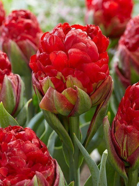 Tulpe (Tulipa) 'Double Late Ice Cream Strawberry'