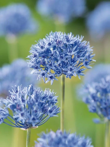 Zierlauch (Allium) 'Caeruleum'