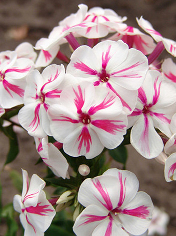 Flammenblume (Phlox paniculata) 'Twister'