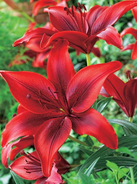 Lilie (Lilium) 'Breakout'