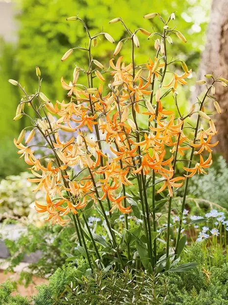 Lilie (Lilium) 'Orange Marmalade'