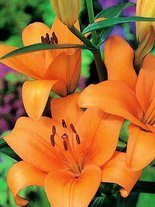 Lilie (Lilium) 'Bariton'