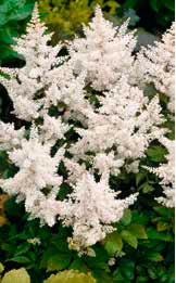 Prachtspiere (Astilbe) Deutschland