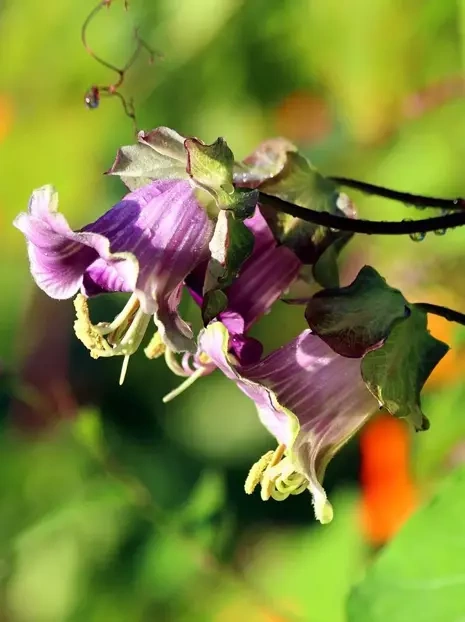 Nasiona Kobea Pnąca Fioletowa - Cobaea Scandens