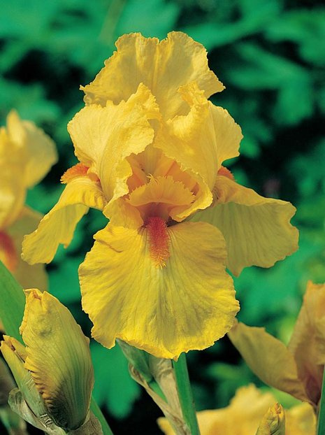 Schwertlilie (Iris germanica) 'Apricot Silk'