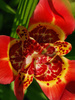 Tigerblume billig (Tigridia pavonia) rot