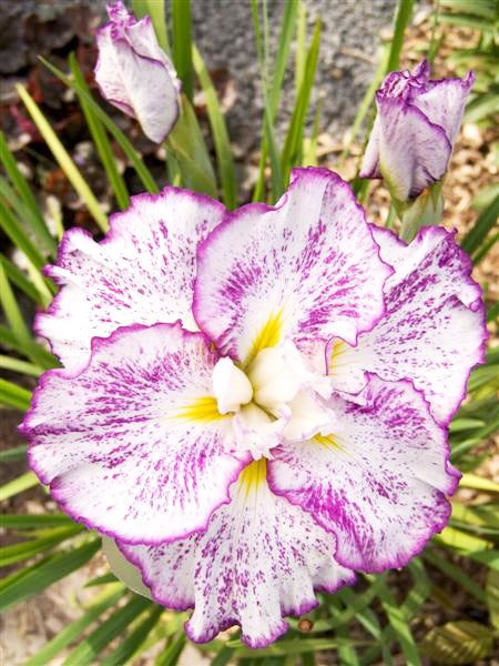 Schwertlilie (Iris Ensata) 'Freckled Geisha'