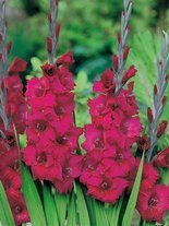 Gladiole billig (Gladiolus) 'Plum Tart'