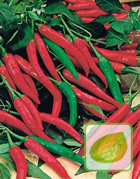 Samen Cayenne Pfeffer (Capsicum frutescens)