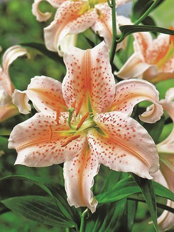 Lilie (Lilium) 'Salmon Star'