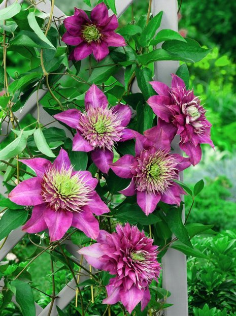 Waldrebe (Clematis) 'Kryspina'