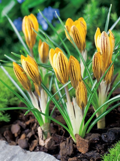 Krokus (Crocus) 'Fuscotinctus'