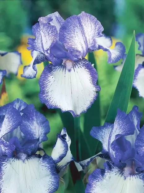 Deutsche Schwertlilie (Iris Germanica) Earl of Essex