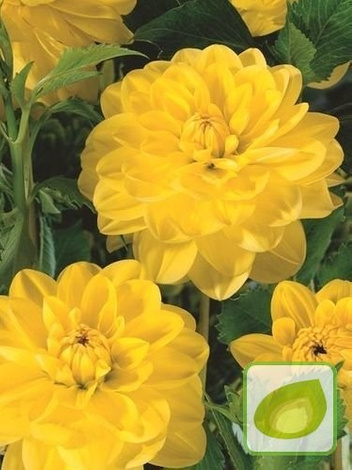 Dalia (Dahlia) Glorie Van Heemstede