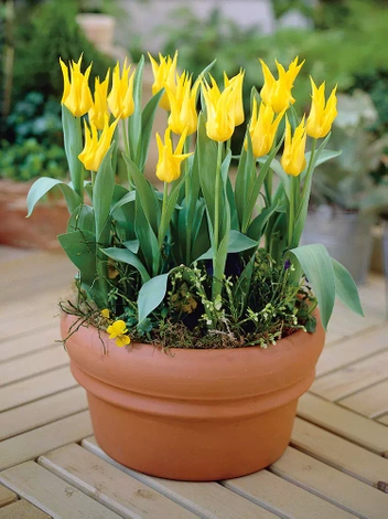 Tulpe (Tulipa) 'West Point' 5 szt.