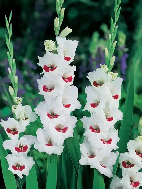 Megapack Gladiole (Gladiolus) Fiorentina