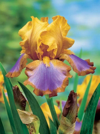 Deutsche Schwertlilie (Iris Germanica) Brown Lasso