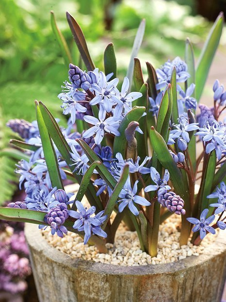 Blausternchen (Scilla bifolia) Blue