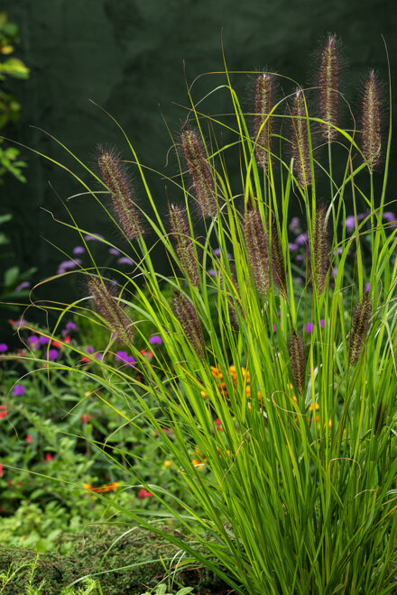 Lampenputzergras (Pennisetum) 'Red Head' XXL 1 St.