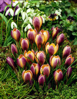 Krokus (Crocus) Advance 5 szt.