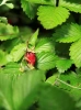 Fragaria vesca 'Regina