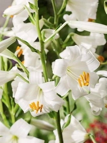 Lilie (Lilium candidum) - 'Heiliger Antonius'