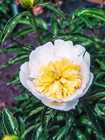 Peonia (Paeonia) 'Honey Gold'