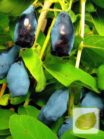 Kamtschatkabeere (Lonicera coerulea var. Kamtschatica) Duet