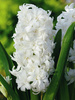 Hyazinthe (Hyacinthus) 'City of Bradford'