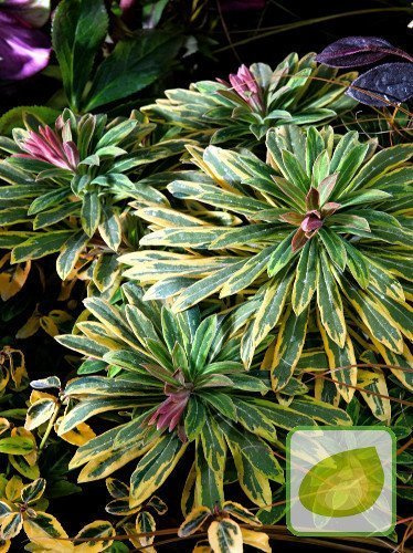 Wolfsmilch (Euphorbia x martinii) Ascot Rainbow