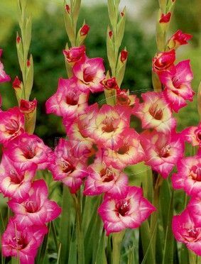 Mieczyk (Gladiolus) Flevo Amica