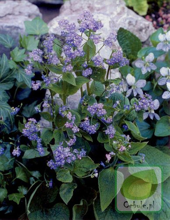 Kaukasus-Vergissmeinnicht (Brunnera) Macrophylla