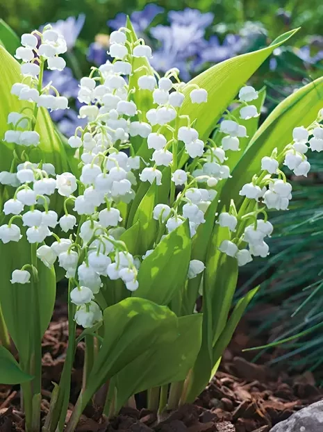 Maiglöckchen (Convallaria majalis) 5 St.