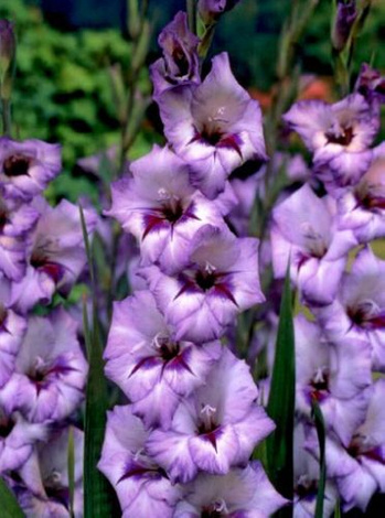 MEGAPAKA Mieczyk (Gladiolus) Vera Lynn